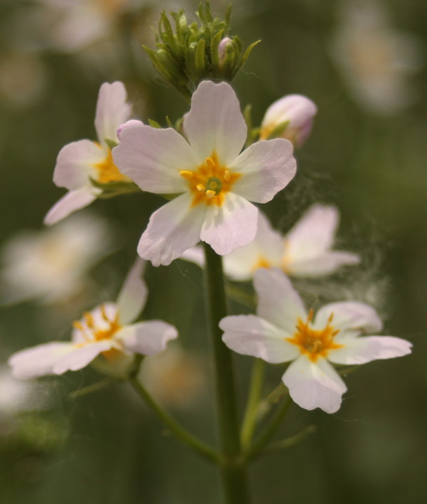 Hottonia palustris L. / Erba scopina