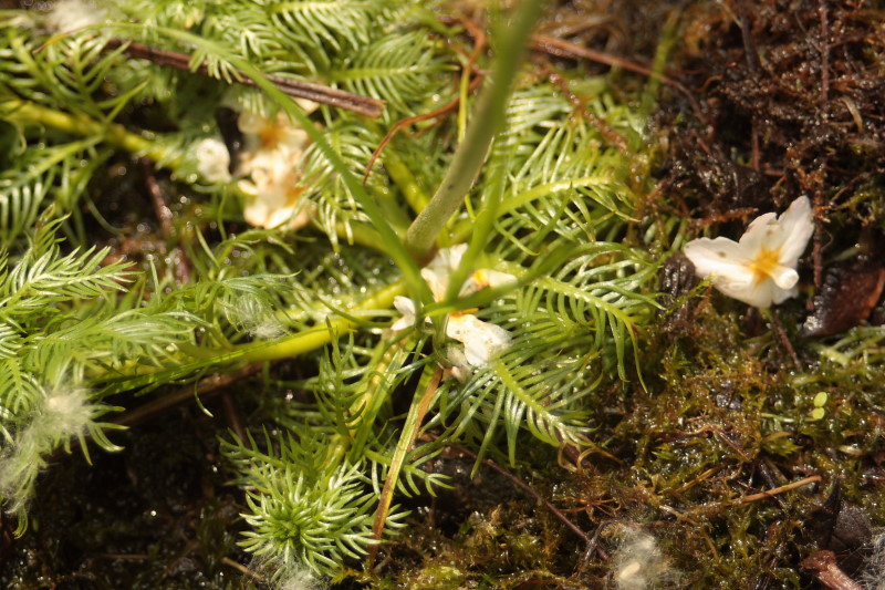 Hottonia palustris L. / Erba scopina