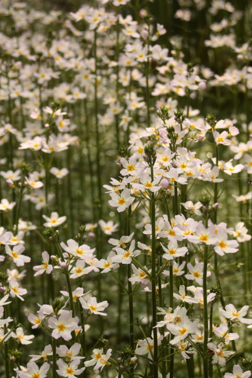 Hottonia palustris L. / Erba scopina