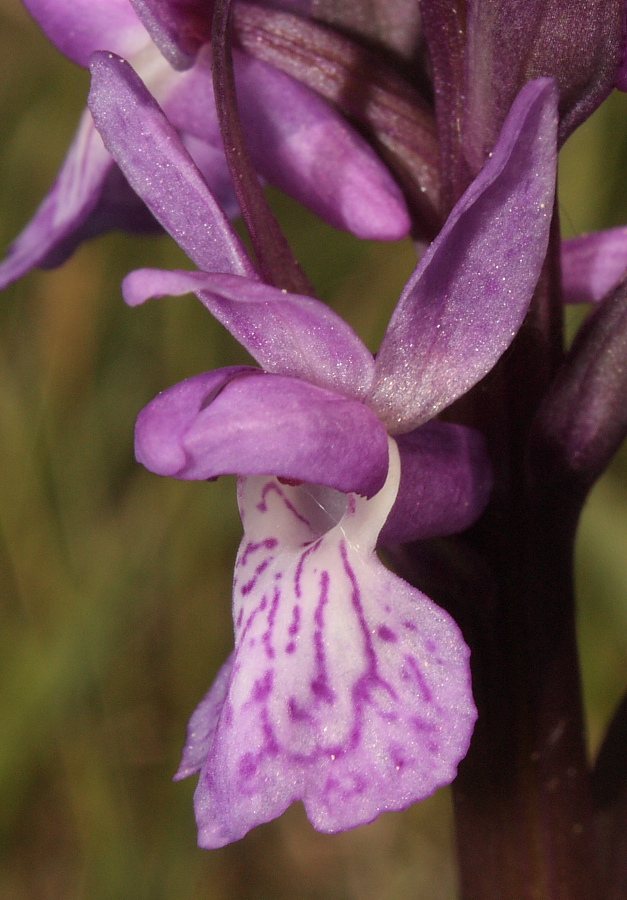 Dactylorhiza traunsteineri / Orchide di Traunsteiner