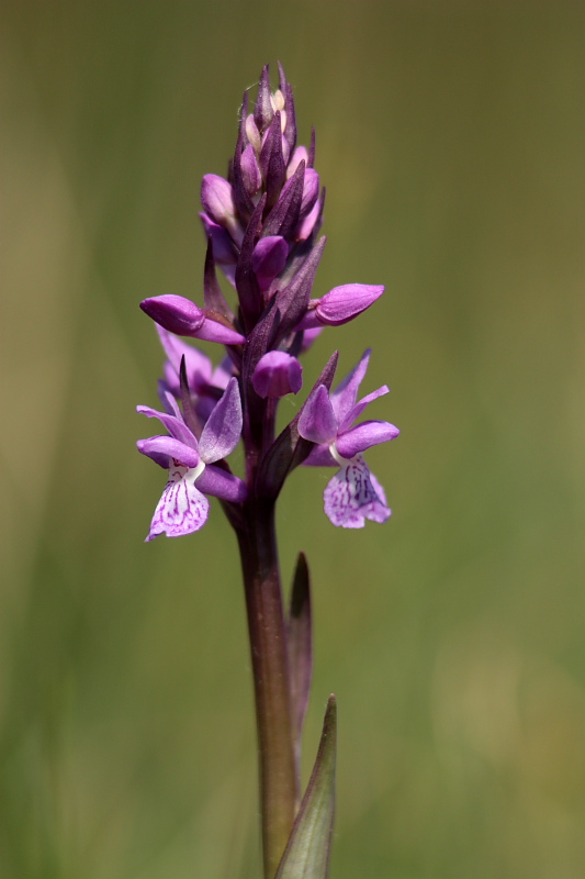 Dactylorhiza traunsteineri / Orchide di Traunsteiner