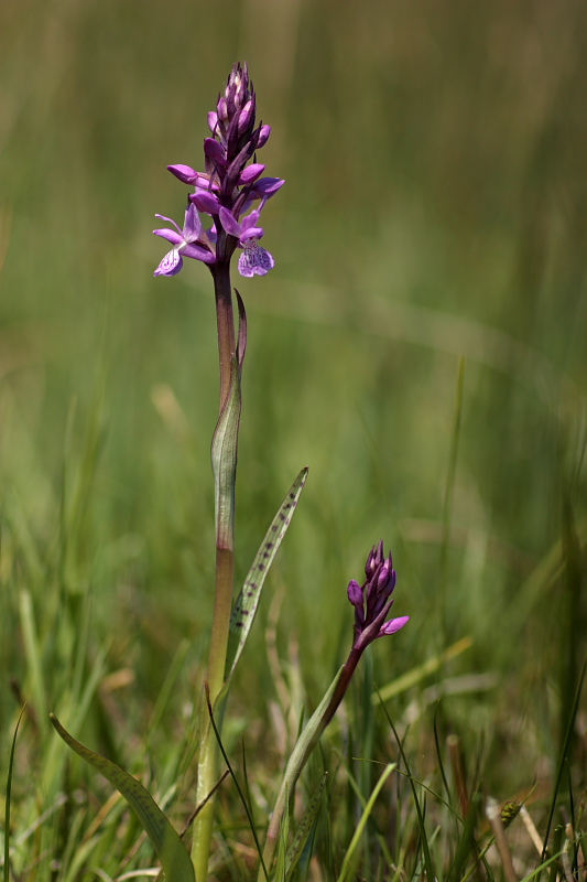 Dactylorhiza traunsteineri / Orchide di Traunsteiner