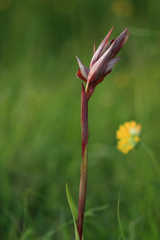 Serapias vomeracea