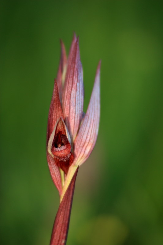 Serapias vomeracea