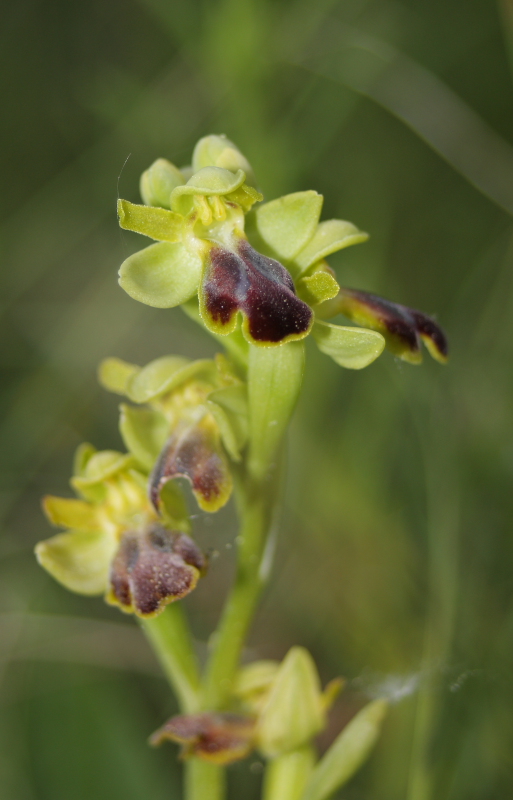 Ophrys fusca subsp. funerea