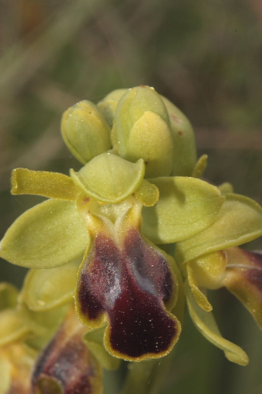 Ophrys fusca subsp. funerea