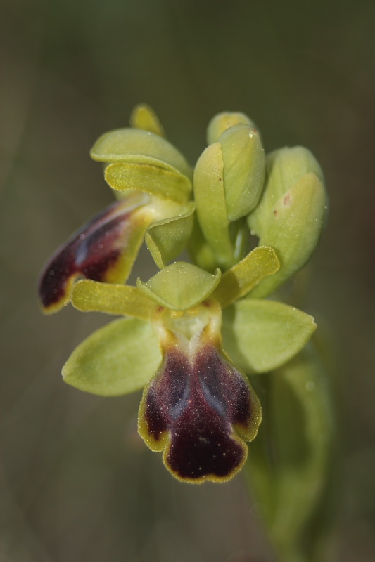 Ophrys fusca subsp. funerea