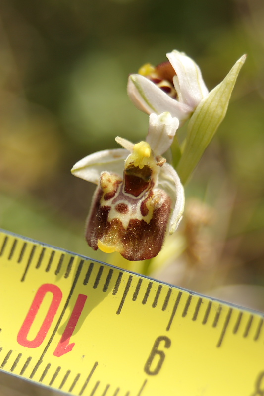 Ophrys holosericea subsp. untchii (?)