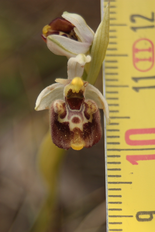 Ophrys holosericea subsp. untchii (?)