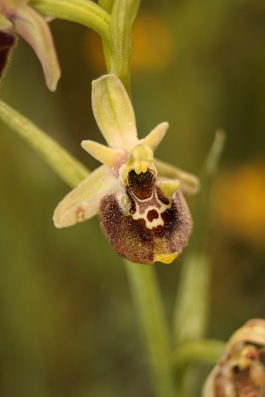 Ophrys holosericea subsp. untchii (?)