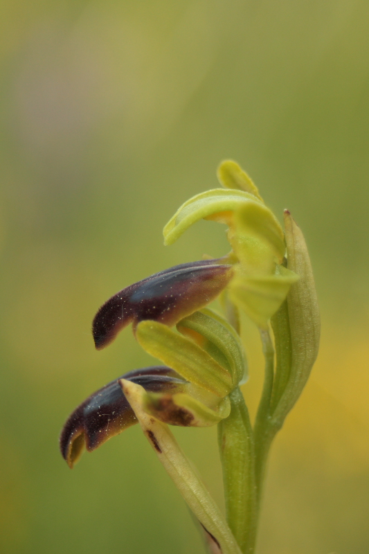 Ophrys fusca subsp. funerea