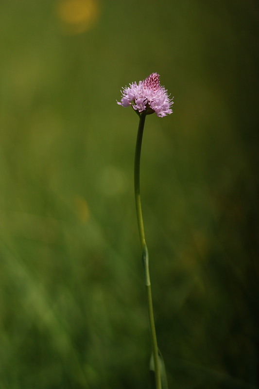 Traunsteinera globosa