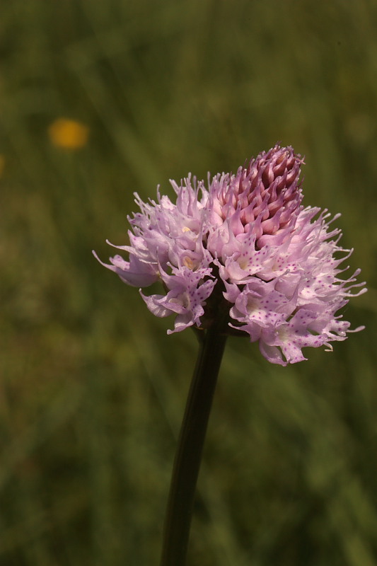 Traunsteinera globosa