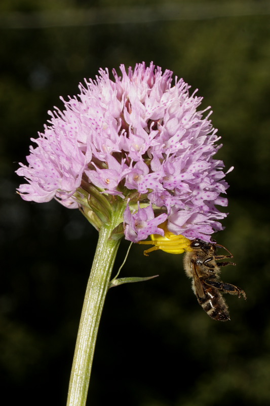 Traunsteinera globosa