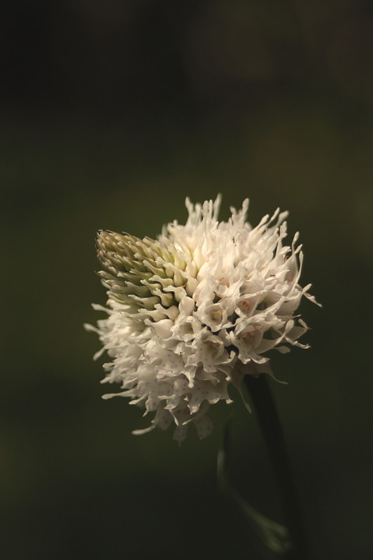 Traunsteinera globosa