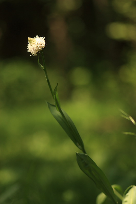 Traunsteinera globosa