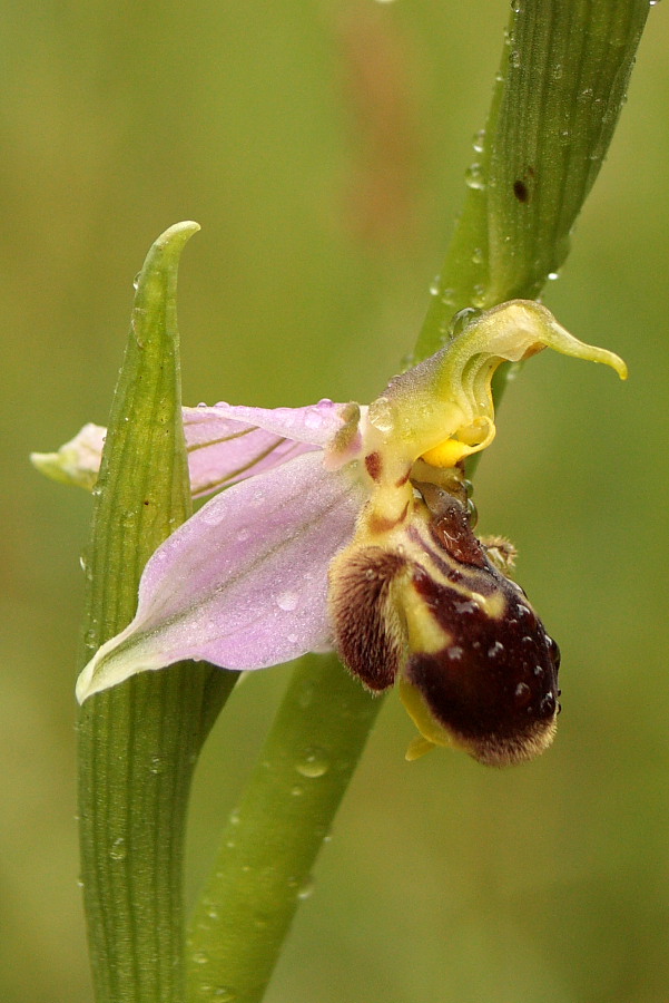 Ophrys apifera