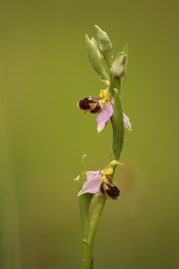 Ophrys apifera