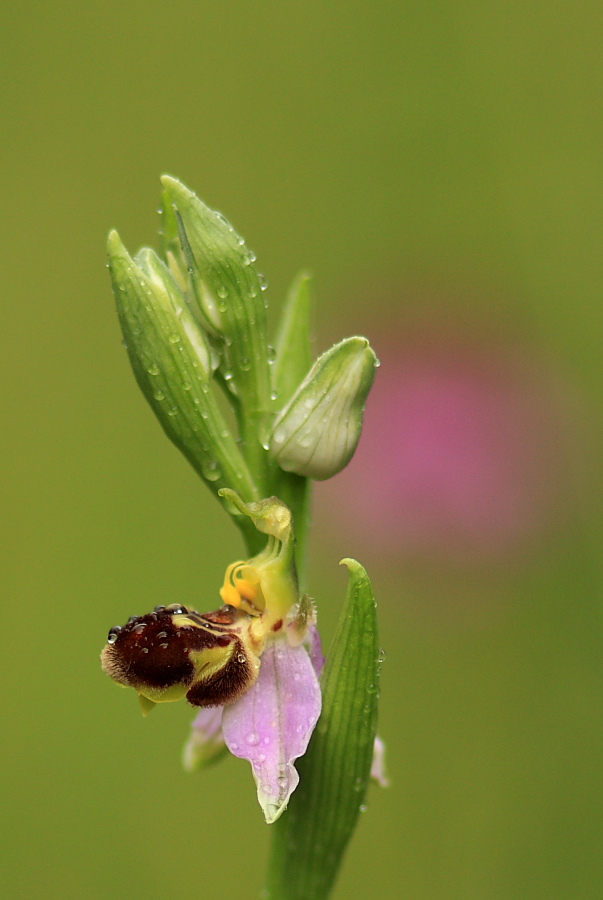 Ophrys apifera