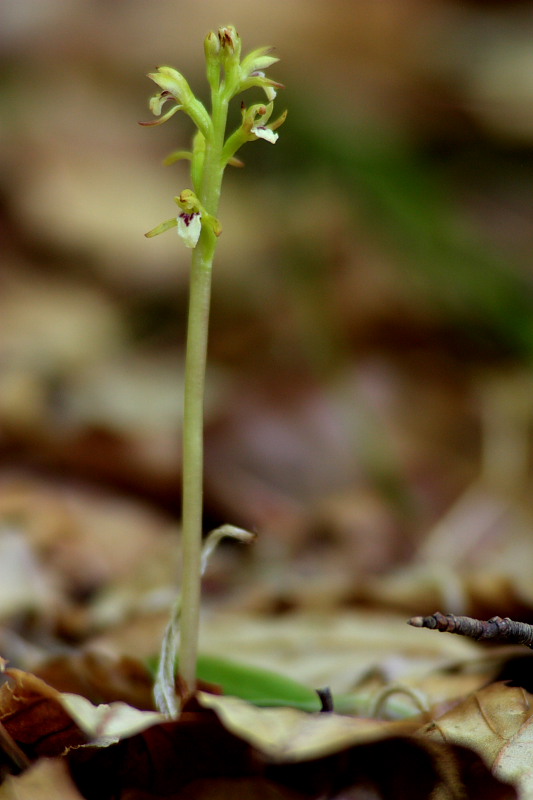 Corallorhiza trifida