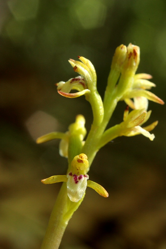 Corallorhiza trifida