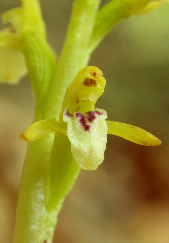 Corallorhiza trifida