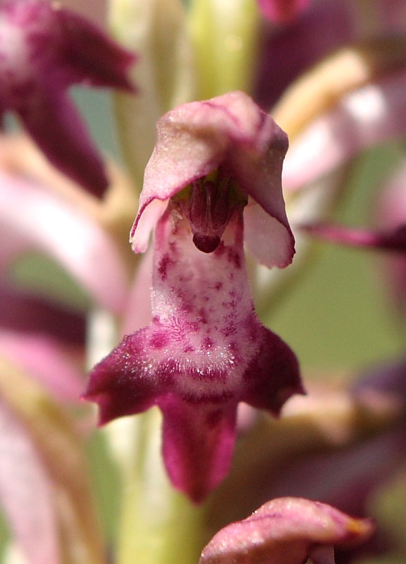 Anacamptis coriophora