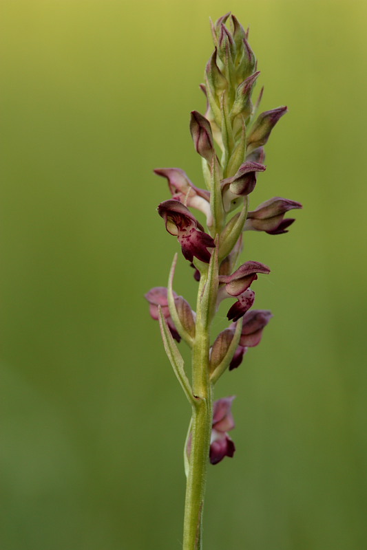 Anacamptis coriophora