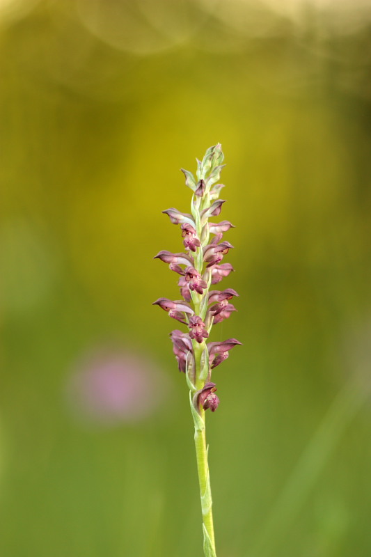 Anacamptis coriophora