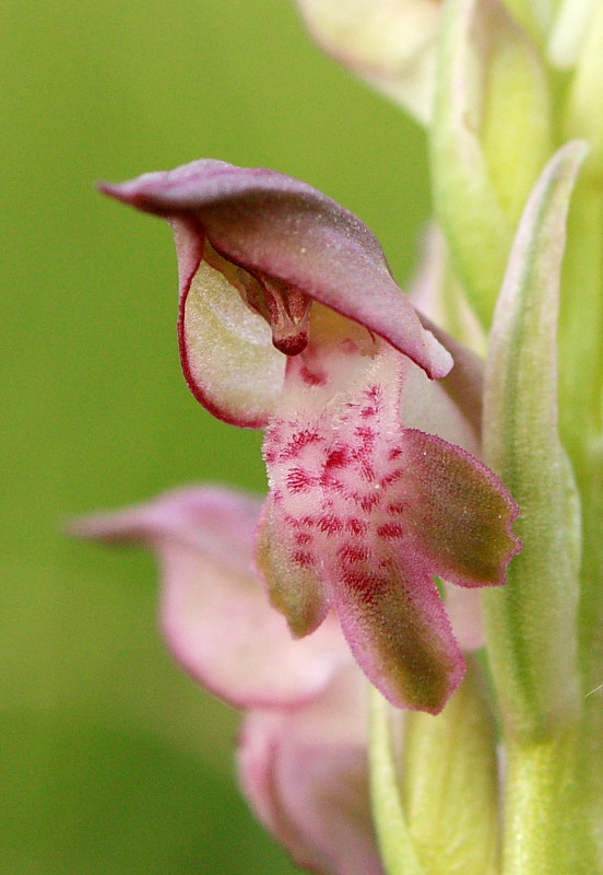 Anacamptis coriophora