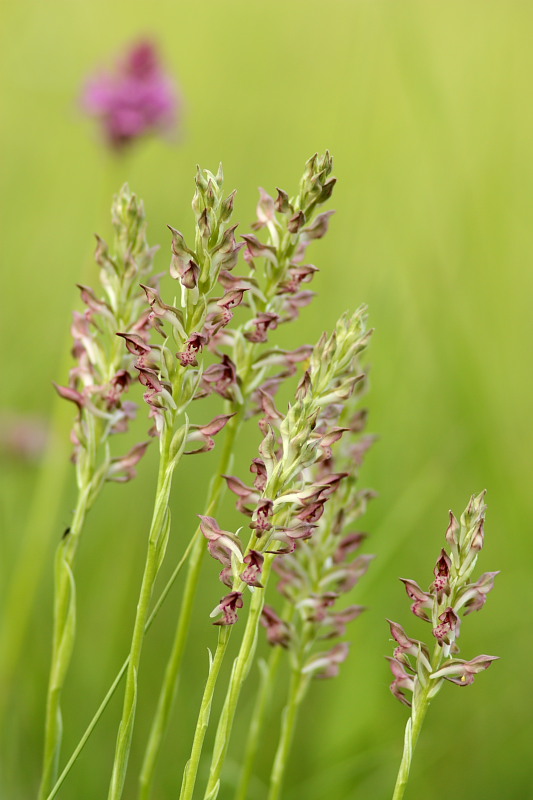 Anacamptis coriophora