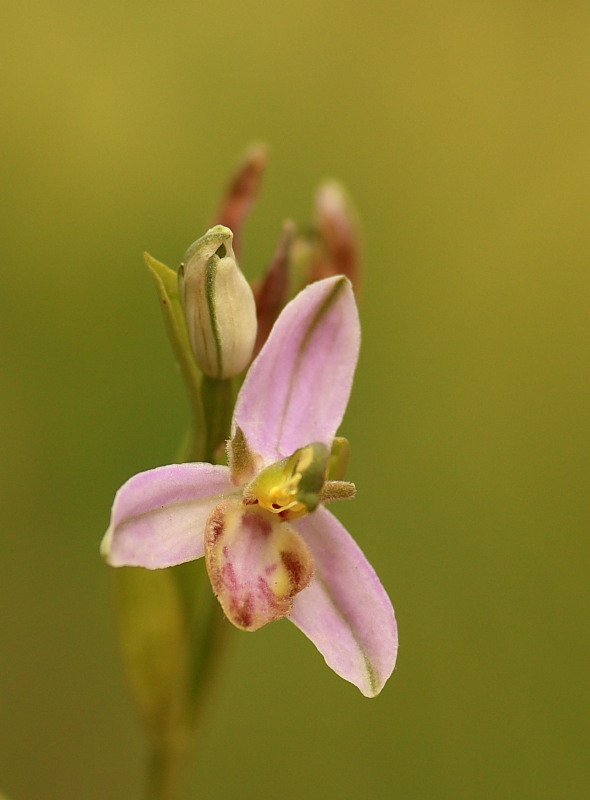 Ophrys apifera var. tilaventina