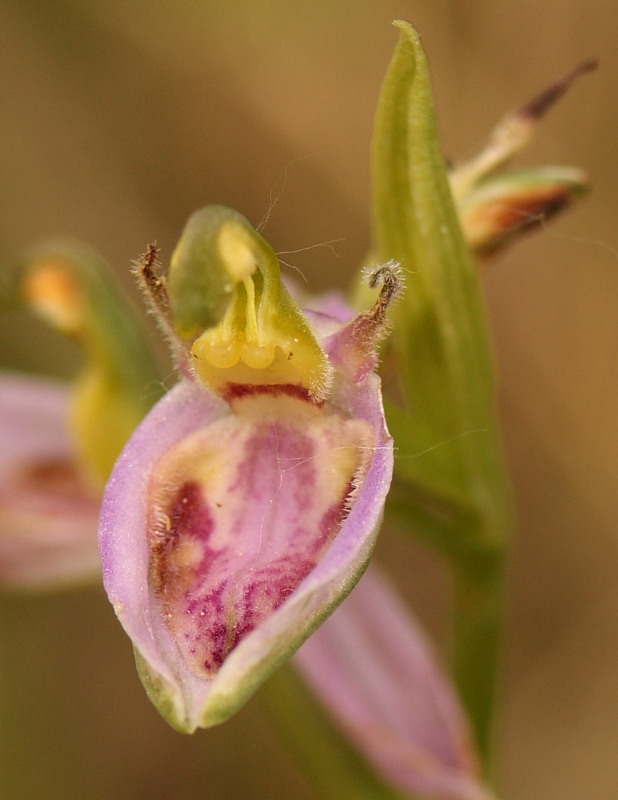 Ophrys apifera var. tilaventina