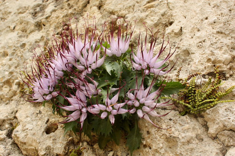 Physoplexis comosa / Raponzolo di roccia