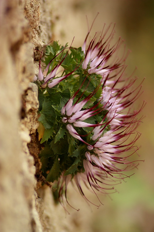 Physoplexis comosa / Raponzolo di roccia