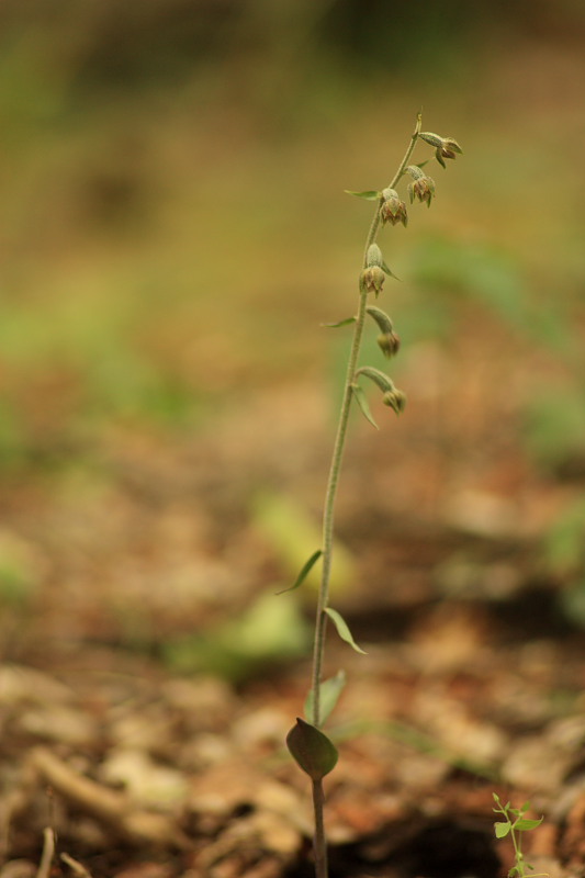 Epipactis mycrophilla