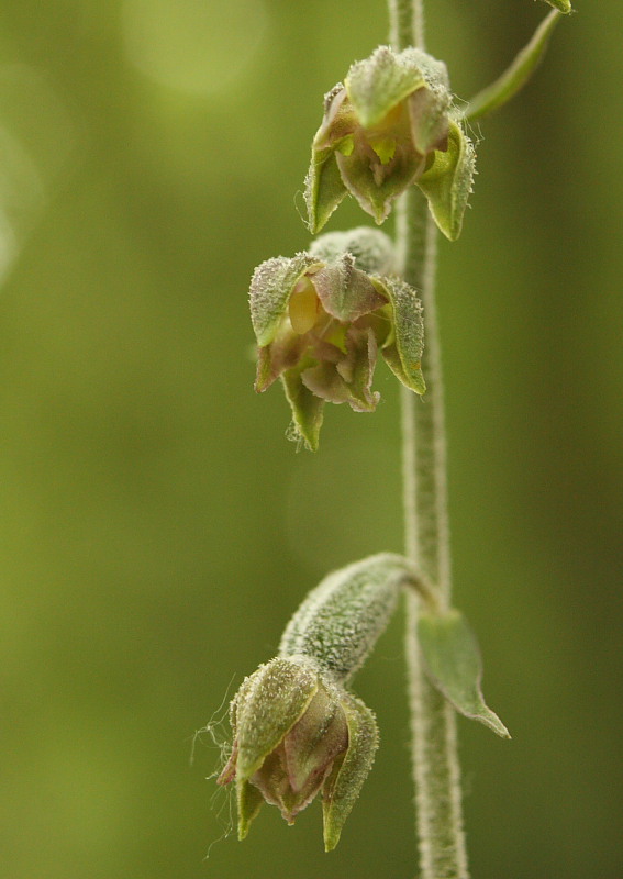 Epipactis mycrophilla