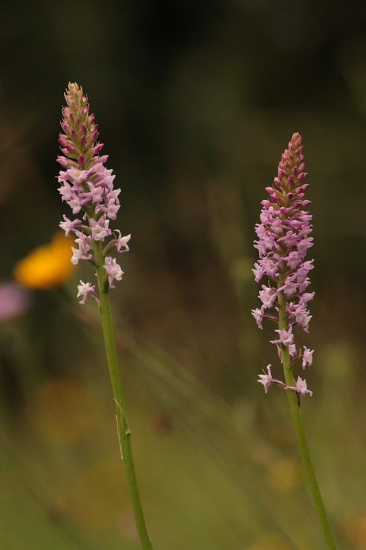 Gymnadenia odoratissima