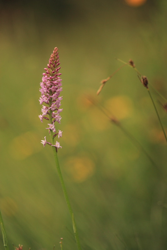 Gymnadenia odoratissima