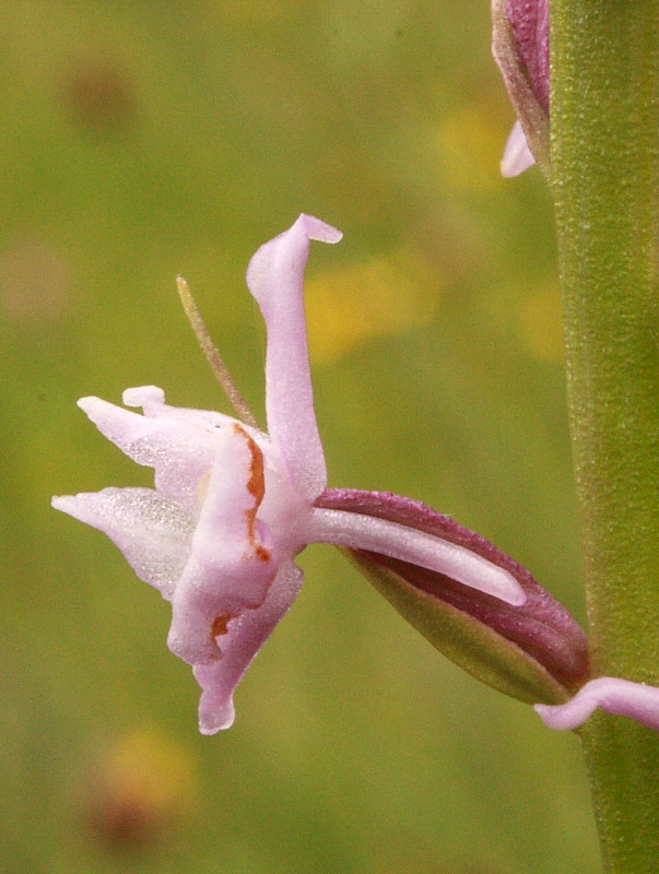 Gymnadenia odoratissima