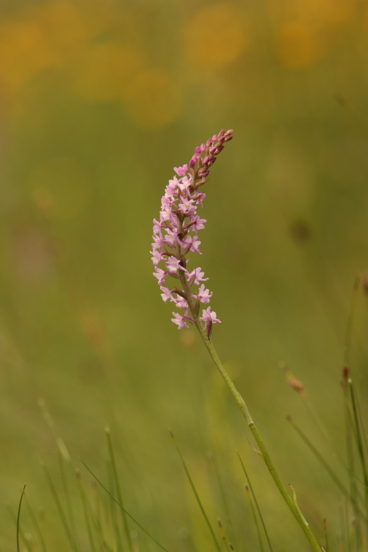 Gymnadenia odoratissima