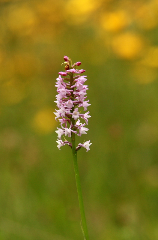 In cara Carnia