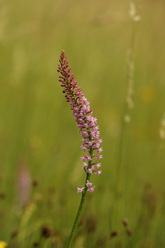 Gymnadenia odoratissima