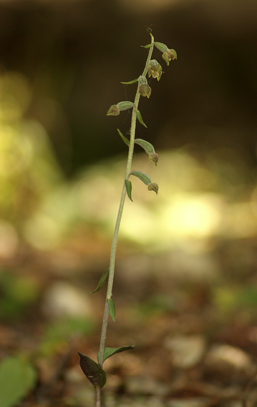 Epipactis mycrophilla