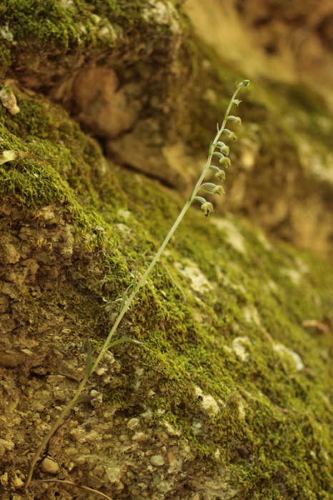 Epipactis mycrophilla