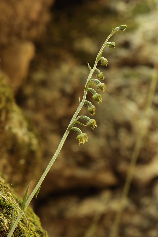 Epipactis mycrophilla