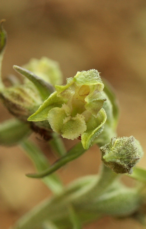 Epipactis mycrophilla