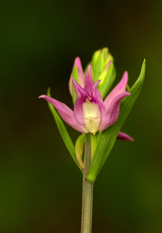 Cephalanthera rubra