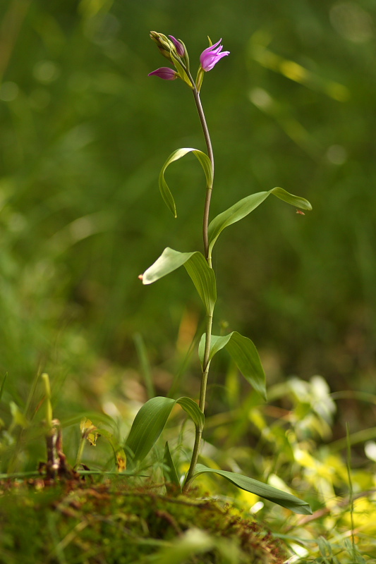 Cephalanthera rubra