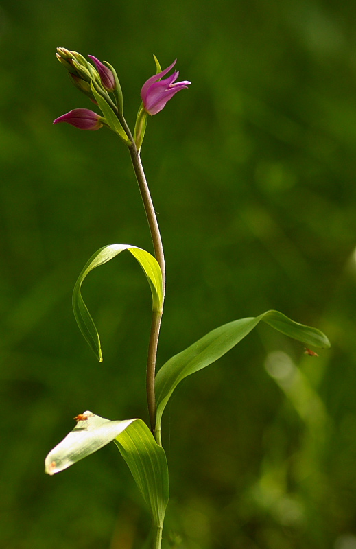 Cephalanthera rubra